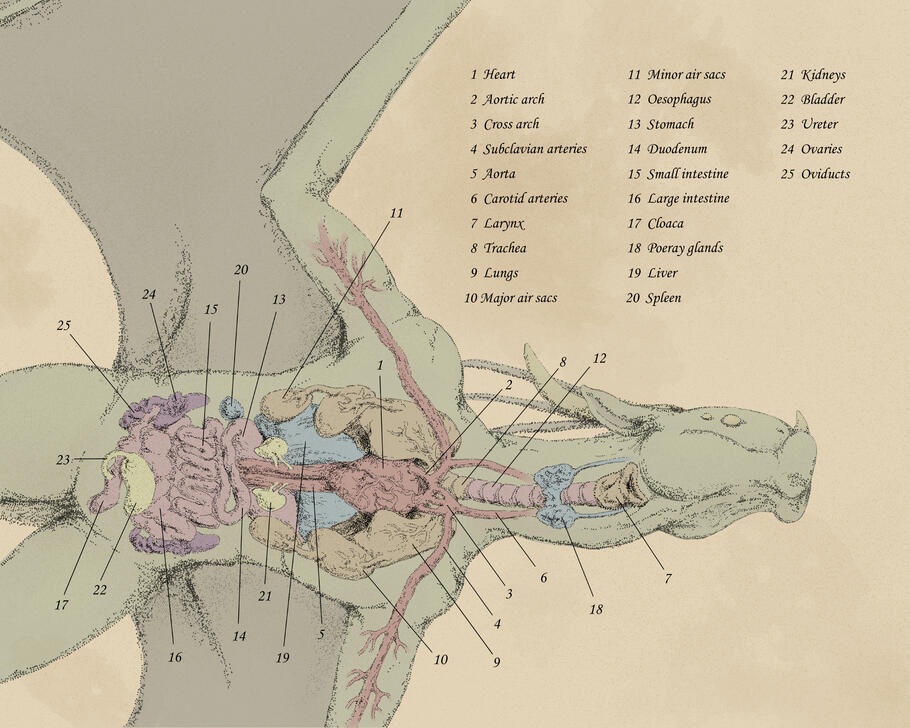 Wyvern Anatomy